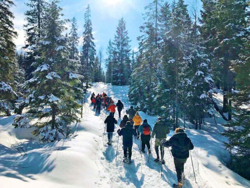 From Oslo: Oslomarka Forest Guided Snowshoeing Tour - Customer Reviews and Ratings