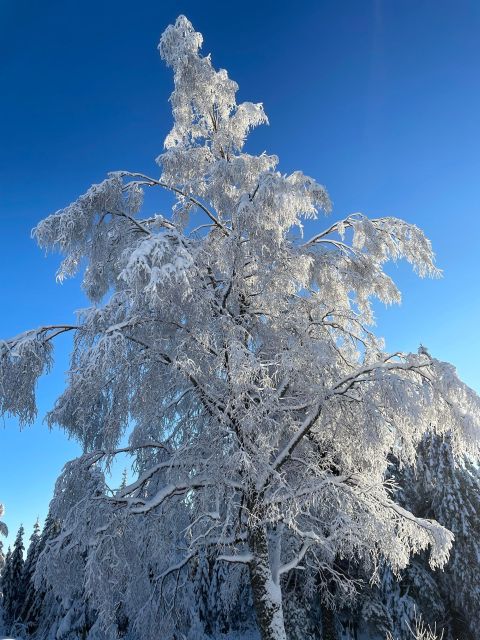 From Oslo: Oslomarka Forest Guided Snowshoeing Tour - Transportation Details