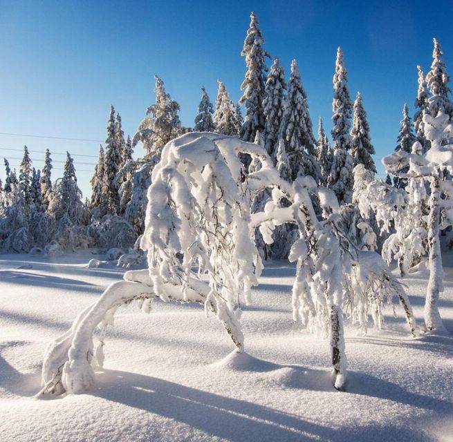 From Oslo: Oslomarka Forest Guided Snowshoeing Tour - Snowshoeing Experience