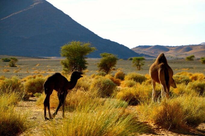 From Ouarzazate: Private 2-Day Merzouga Desert Tour - Cancellation Policy