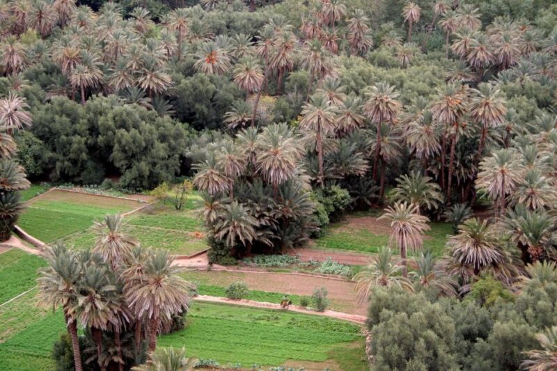 From Ouarzazate: Todra Gorges and 1000 Casbahs Road Day Tour - Booking Information