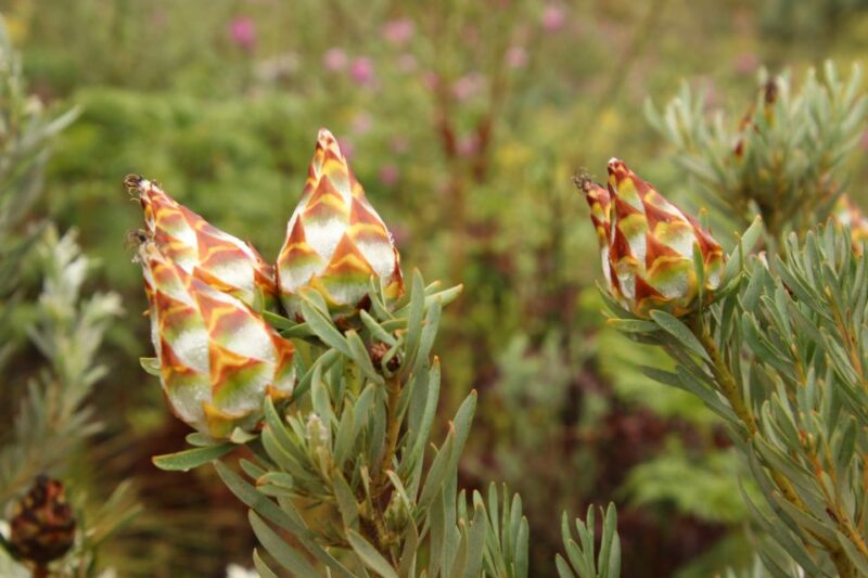 From Oudtshoorn: Full Day Swartberg Mountain Private Tour - Meiringspoort Waterfall