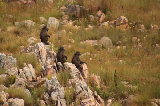 From Oudtshoorn: Full Day Swartberg Mountain Private Tour - Frequently Asked Questions