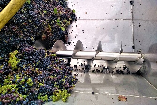 From Padua: Olive Oil & Wine in the Euganean Hills - Exploration of Local Wineries