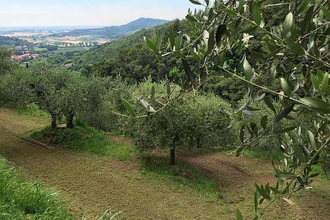 From Padua: Olive Oil & Wine in the Euganean Hills - Discovering Olive Oil Production