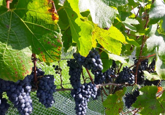 From Paihia or Kerikeri: Bay of Islands Wine Tour - Customer Feedback