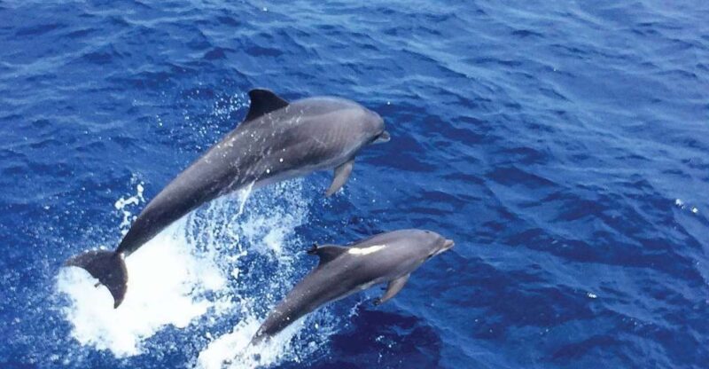 From Palma: 3-Hour Morning Dolphin Watching Boat Tour - Inclusions and Amenities