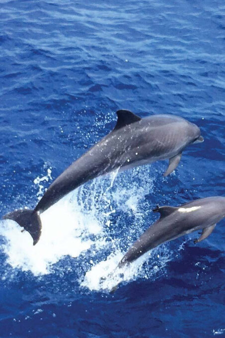 From Palma: Afternoon Dolphin-Watching Boat Tour - Pricing and Availability
