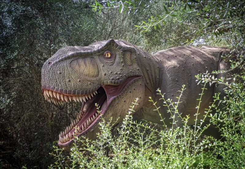 From Palma De Mallorca: Dinosaurland Tour - Tour Itinerary