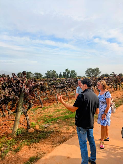 From Palma De Mallorca: Private Wine and Local Flavors Tour - Wine and Culinary Highlights
