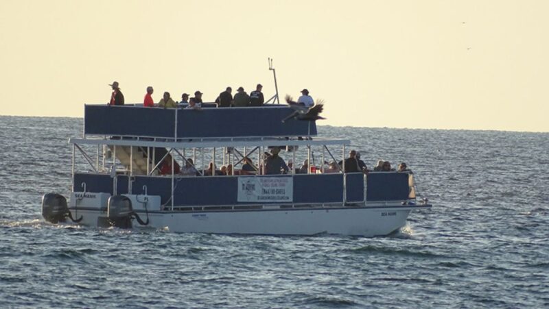 From Panama City, FL: Shell Island Ferry - Included Amenities and Transportation