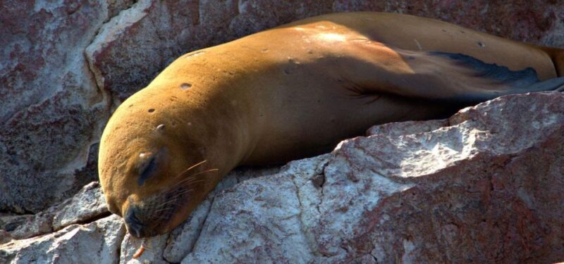 From Paraacas ||Ballestas Islands + Paracas National Reserve - Transportation and Guides