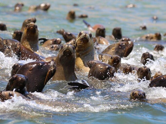 From Paraacas ||Ballestas Islands + Paracas National Reserve - Additional Information