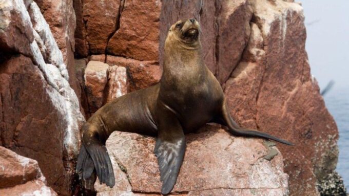 From Paraacas ||Ballestas Islands + Paracas National Reserve - Frequently Asked Questions