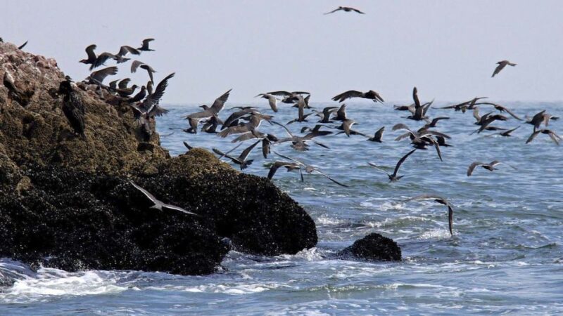From Paracas: Ballestas Island Boat Tour With Entrances - Key Points