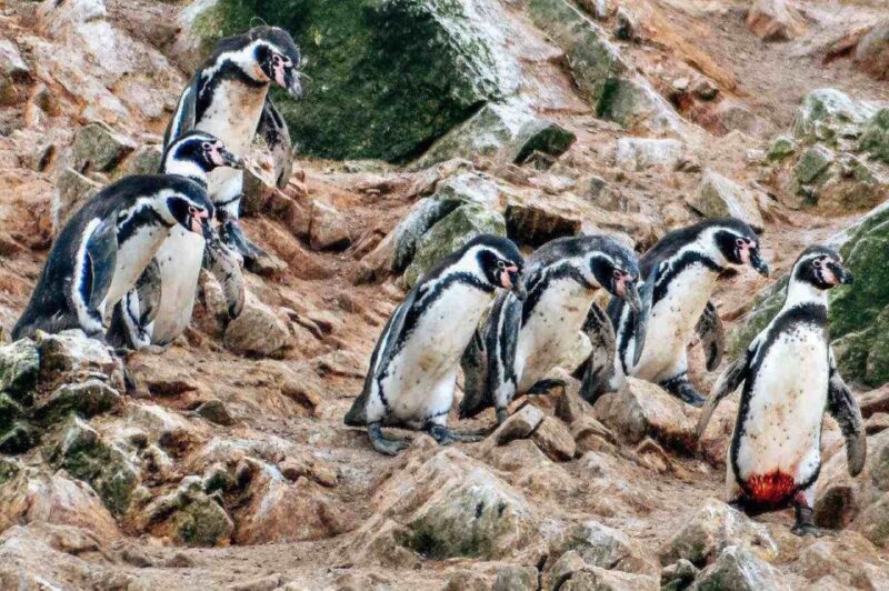 From Paracas: Ballestas Island Boat Tour With Entrances - Tour Duration