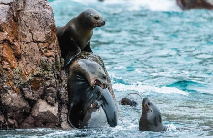 From Paracas: Ballestas Island Boat Tour With Entrances - Cancellation Policy