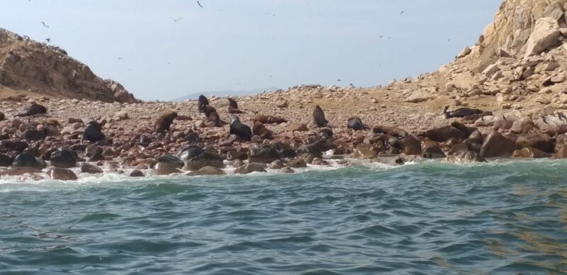 From Paracas: Ballestas Island Cruise & Paracas Reserve Tour - Paracas Reserve Landscape