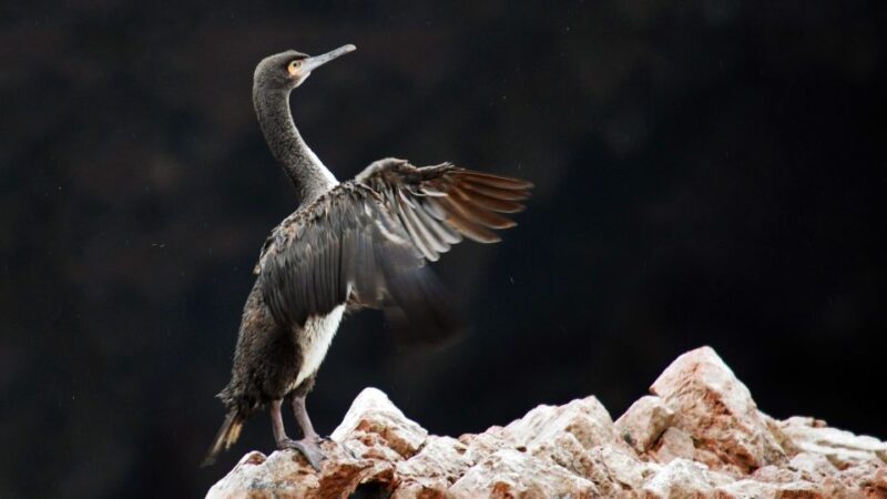 From Paracas: Ballestas Islands and Tambo Colorado Tour - Ballestas Islands Highlights
