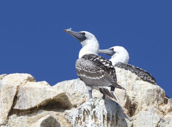 From Paracas: Ballestas Islands and Tambo Colorado Tour - Booking Details