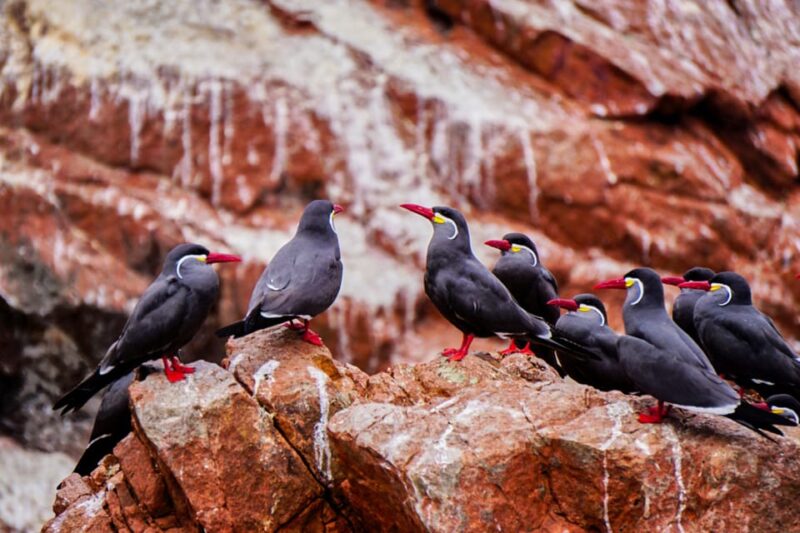 From Paracas: Ballestas Islands Guided Boat Tour - Tour Overview and Pricing
