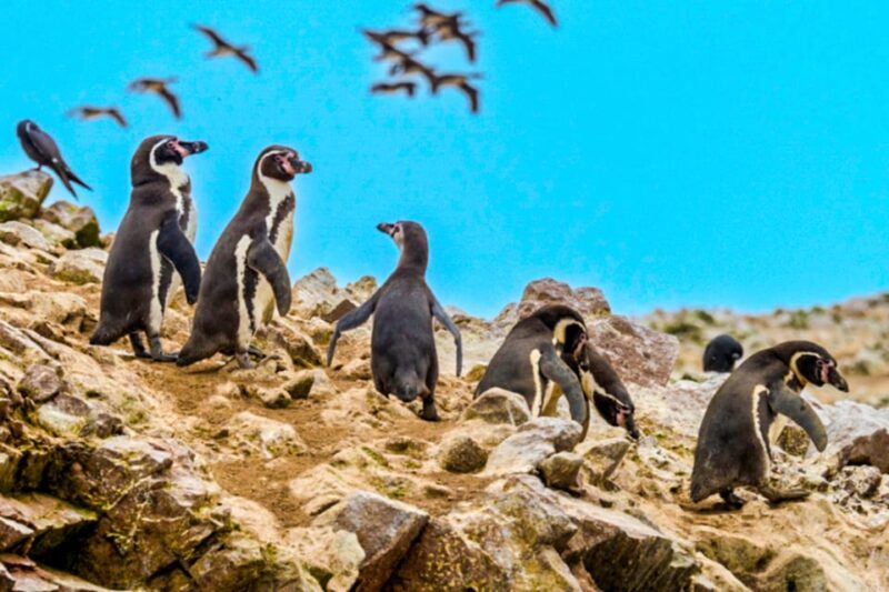 From Paracas: Ballestas Islands Guided Boat Tour - Bilingual Expert Narration