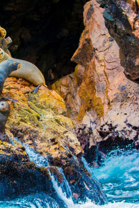 From Paracas: Ballestas Islands Guided Boat Tour - Frequently Asked Questions