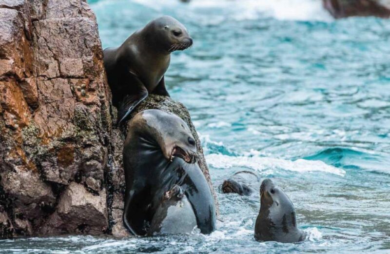 From Paracas: Ballestas Islands Guided Tour - Customer Reviews