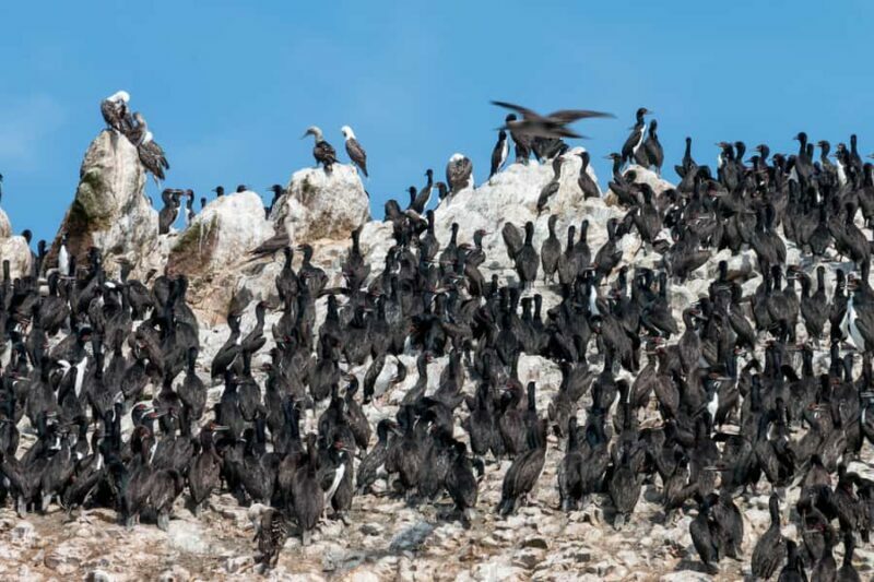 From Paracas: Ballestas Islands tour all Inclusive - Who Should Book This Tour?
