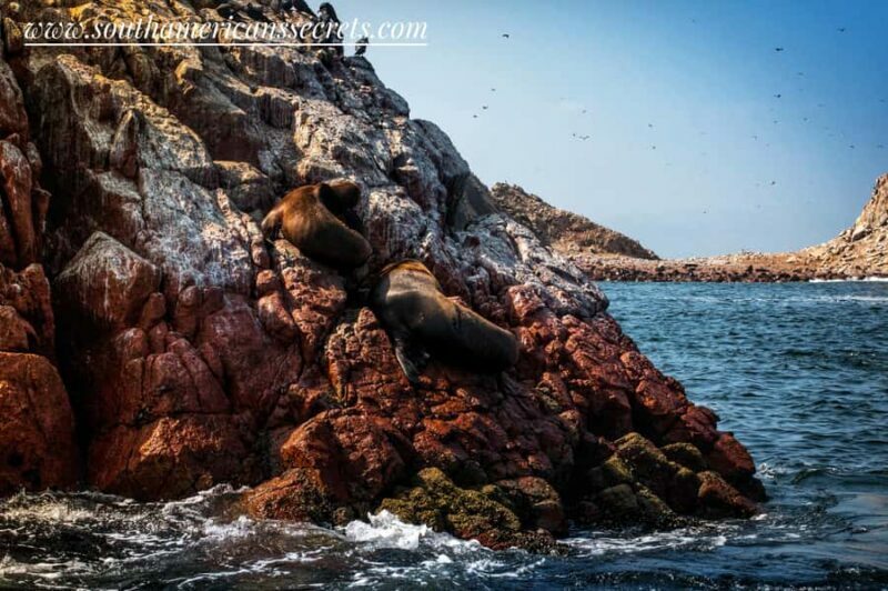 From Paracas: Ballestas Islands tour all Inclusive - Final Thoughts