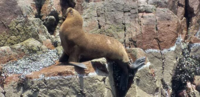 From Paracas or Pisco: Ballestas Islands Private Boat Trip - Booking and Payment