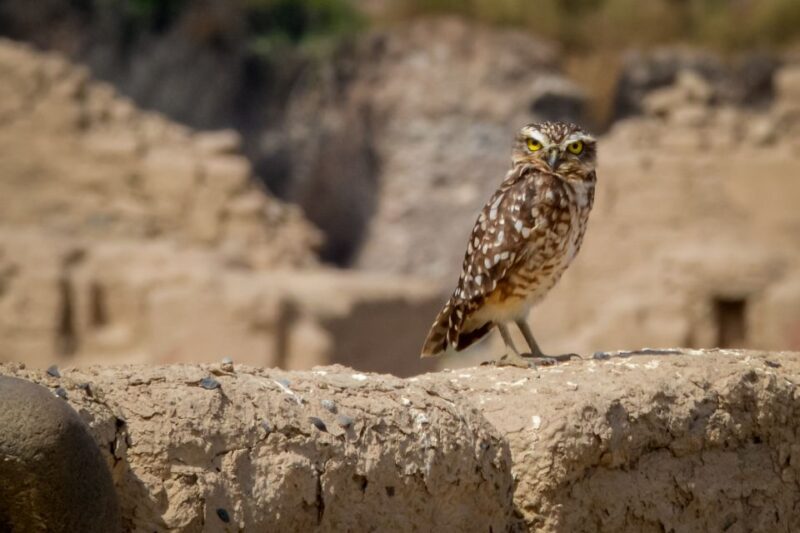 From Paracas: Tambo Colorado Inca Complex Tour - Frequently Asked Questions