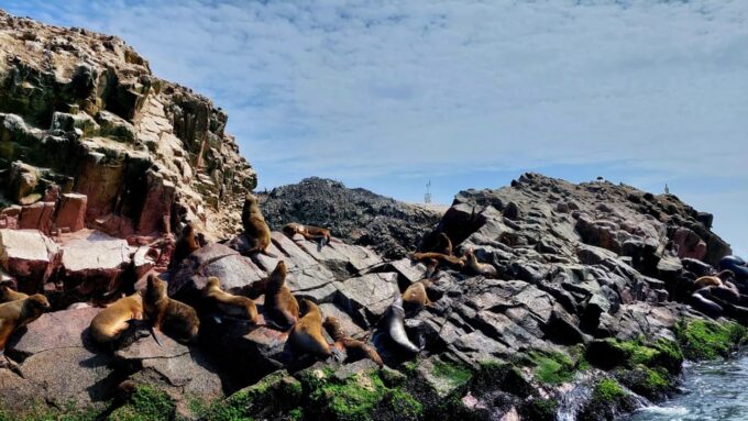 From Paracas: Yacht Tour to Ballestas Islands - Explore Ballestas Islands