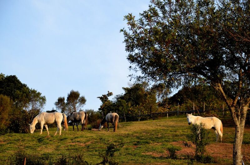 From Paraty: Private Horse-Riding Experience, Picnic, Driver - Pickup and Drop-off