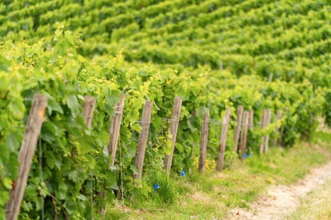 From Paris: Day Trip to Champagne With 8 Tastings & Lunch - Inclusions and Exclusions