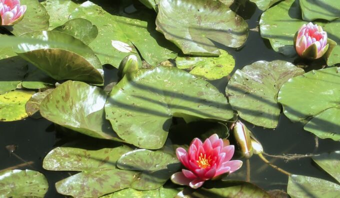 From Paris: Day Trip to Giverny & Versailles With Lunch - Frequently Asked Questions