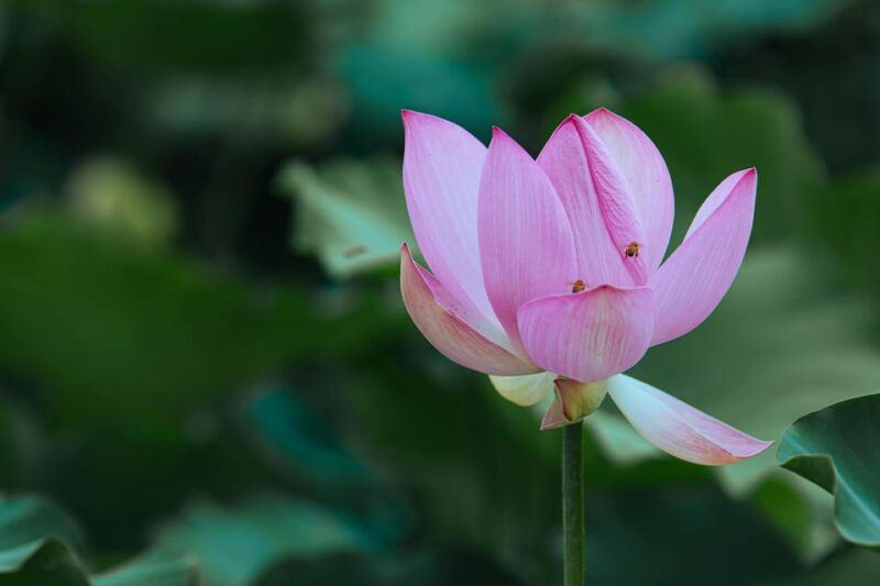 From Paris: Half Day Giverny Monets Gardens Tour - Giverny Experience