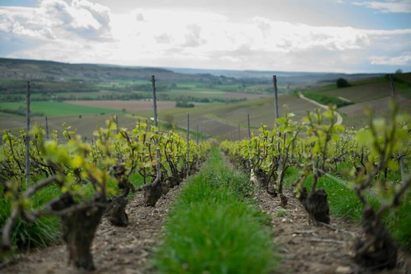 From Paris: Not Your Average Champagne Tour - Participant Information