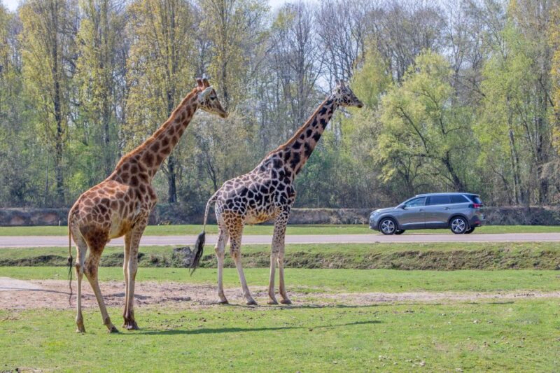 From Paris: Thoiry Park Safari and Castle Tour - Tour Overview