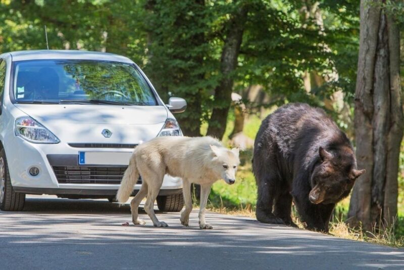 From Paris: Thoiry Park Safari and Castle Tour - Diverse Wildlife at Thoiry Park