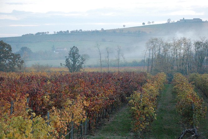 From Parma: Parmigiano,Prosciutto and Winery Tour and Tasting - Beneceto Cheese Factory