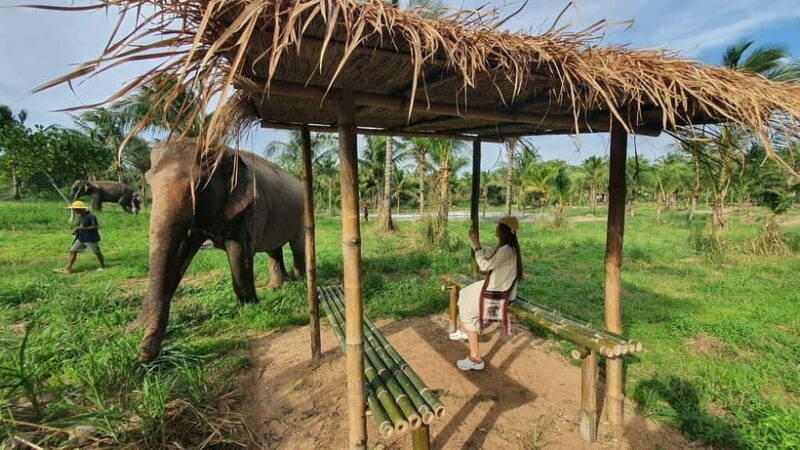 From Pattaya: Living Green Elephant Sanctuary Day Trip - An Honest Look at the Experience