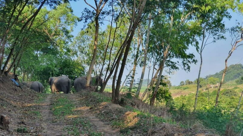 From Pattaya: Living Green Elephant Sanctuary Day Trip - The Sum Up