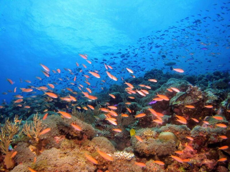 From Pattaya: Snorkeling or Beginner Scuba Diving Tour - Key Points