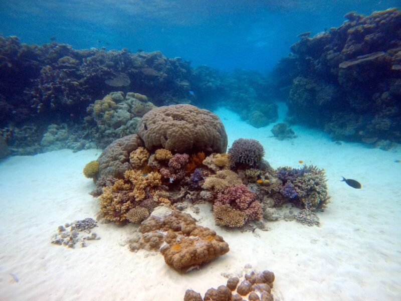 From Pattaya: Snorkeling or Beginner Scuba Diving Tour - Inclusions