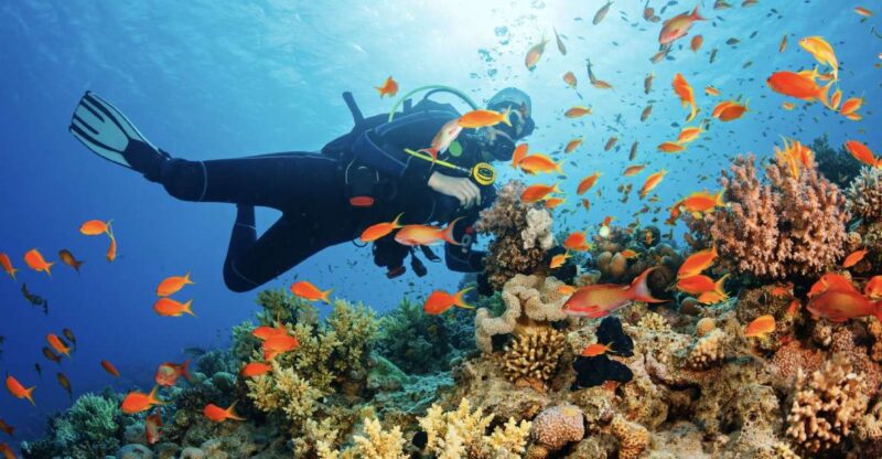 From Pattaya: Snorkeling or Beginner Scuba Diving Tour - Customer Feedback