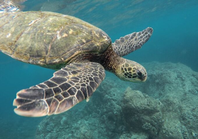 From Pattaya: Snorkeling or Beginner Scuba Diving Tour - Booking and Cancellation