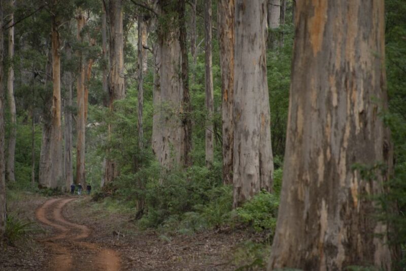 From Pemberton: Half-Day Beach and Forest Eco Adventure - Key Points