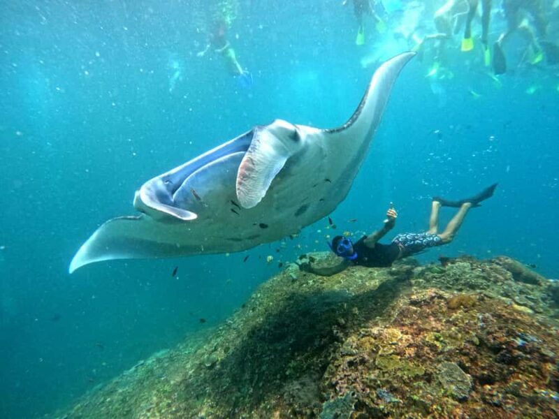 From Penida: Manta Snorkeling with Buffet Lunch and Kayaking - Practical Tips for Participants