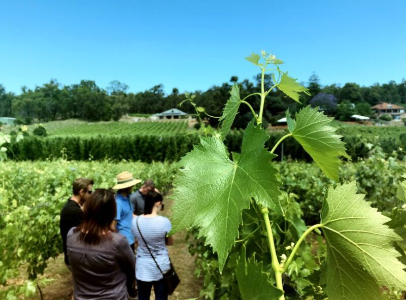From Perth: Cider, Wine & Whiskey Tour With Lunch & Tastings - Key Points
